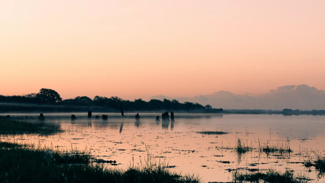 Old timber stumps rising from perfectly still, misty water under a pale peach and grey morning sky.