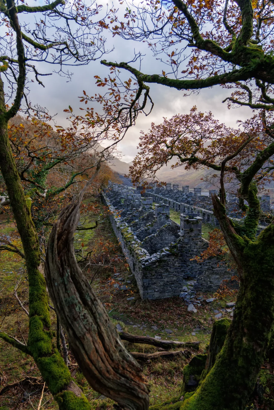 A wide landscape view of the two rows of roofless stone cottages at Anglesey Barracks, framed by mossy trees.