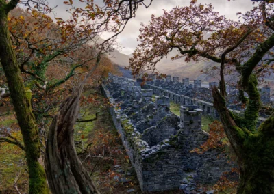 A wide landscape view of the two rows of roofless stone cottages at Anglesey Barracks, framed by mossy trees.