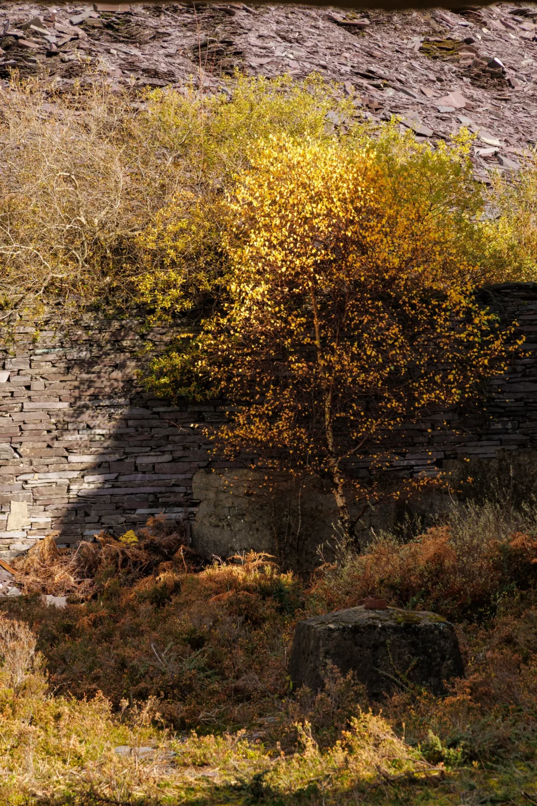 A vibrant yellow birch tree growing next to a high, hand-stacked wall of slate waste.