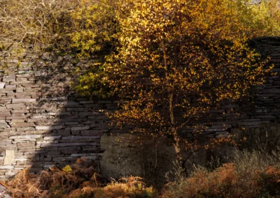 A vibrant yellow birch tree growing next to a high, hand-stacked wall of slate waste.