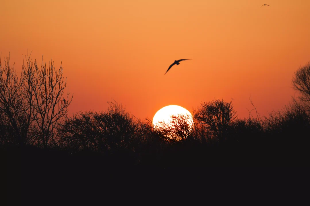 A solitary bird soaring through a glowing orange sky directly above the rising sun and dark foreground bushes.