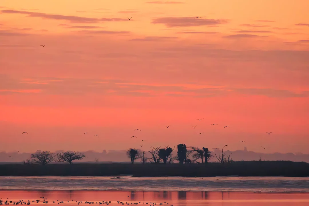A peaceful, soft peach-coloured sky over a quiet shoreline where birds fly and gather near silhouetted trees on a small island.