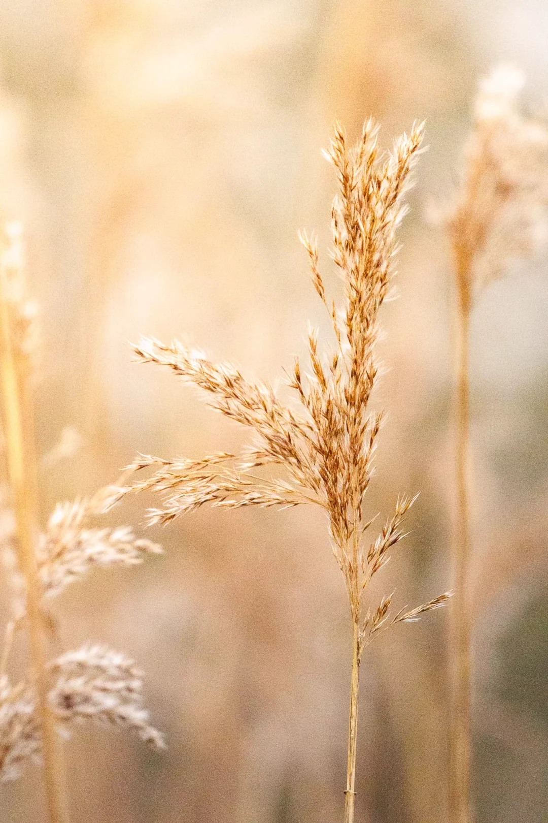 A single, delicate plume of a golden winter reed captured in sharp focus against a beautifully blurred, warm-toned background.