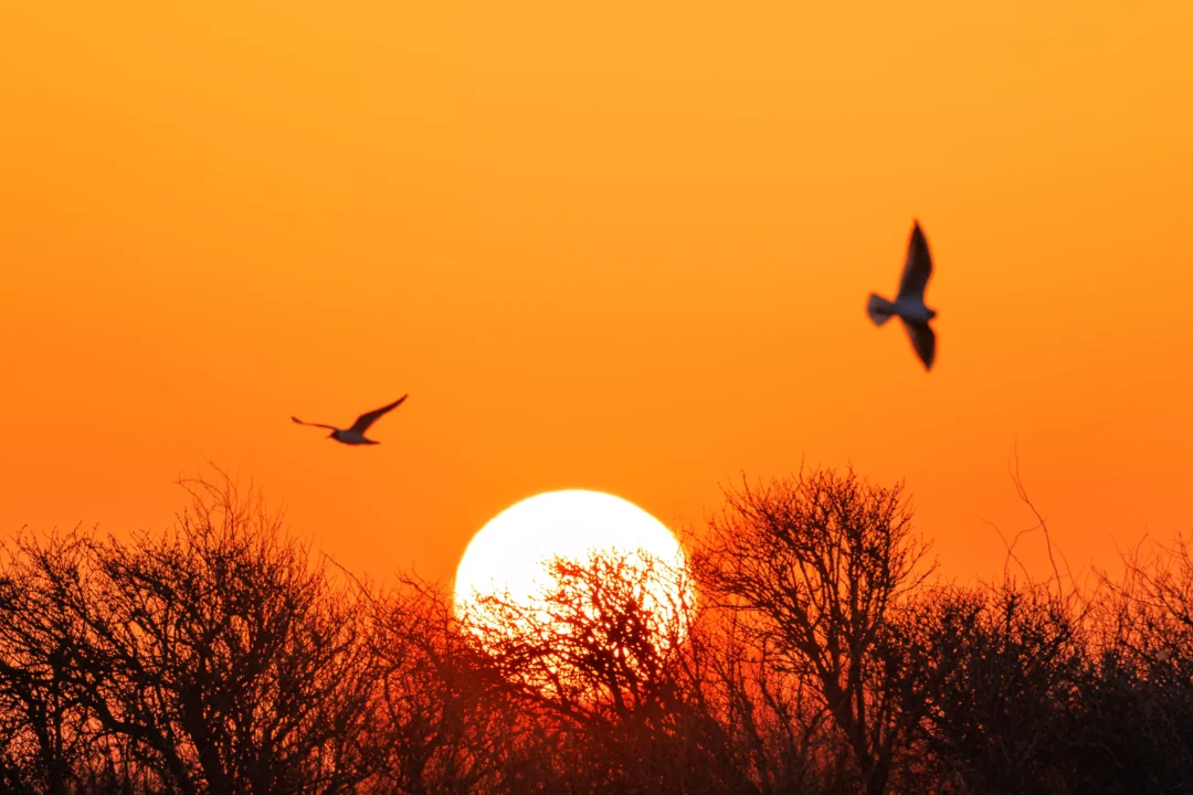 Two birds silhouetted against a vibrant orange morning sky as the bright sun rises over dark, dense treelines.