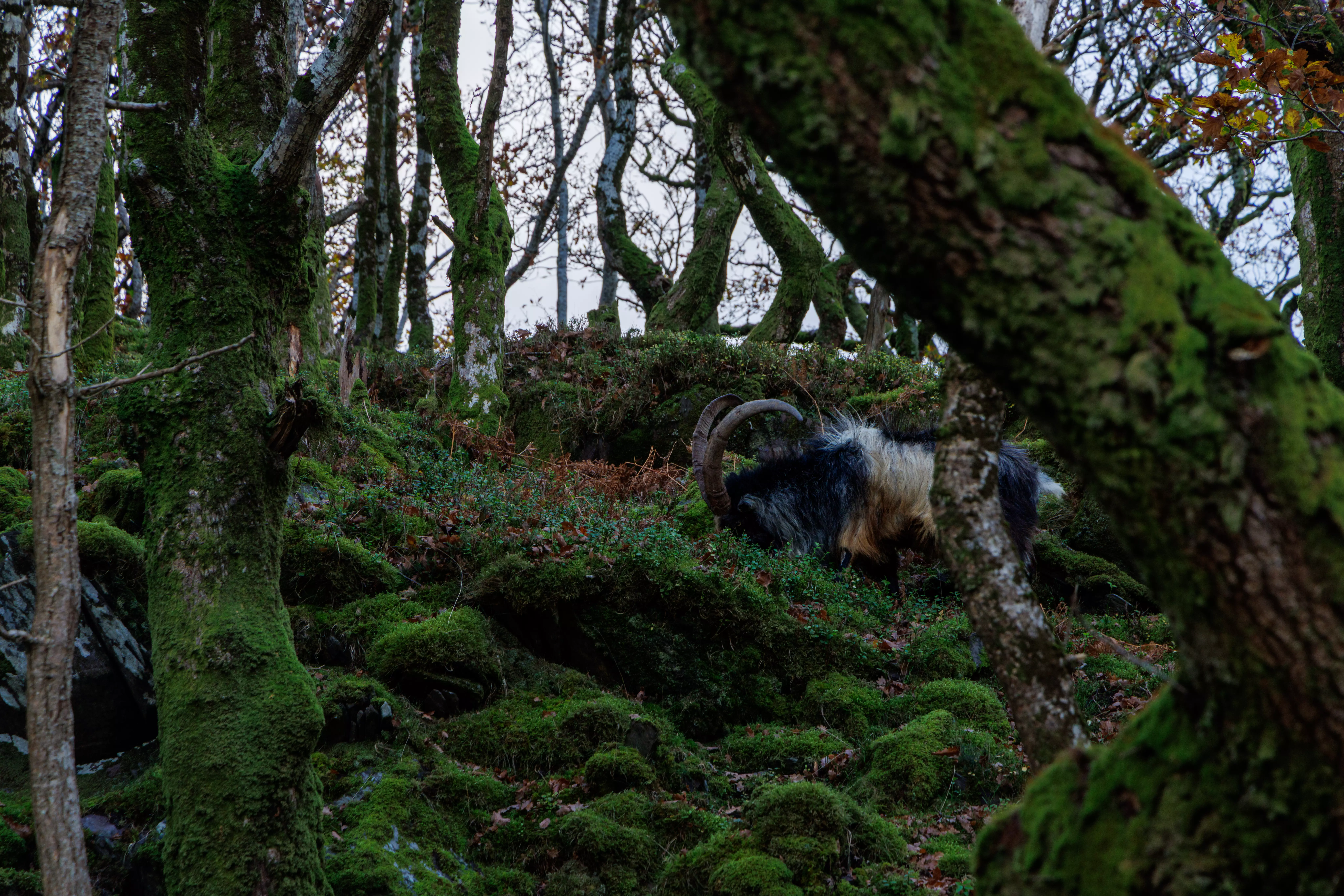 A shaggy feral goat with large curved horns scratching its back in a lush, moss-covered woodland.
