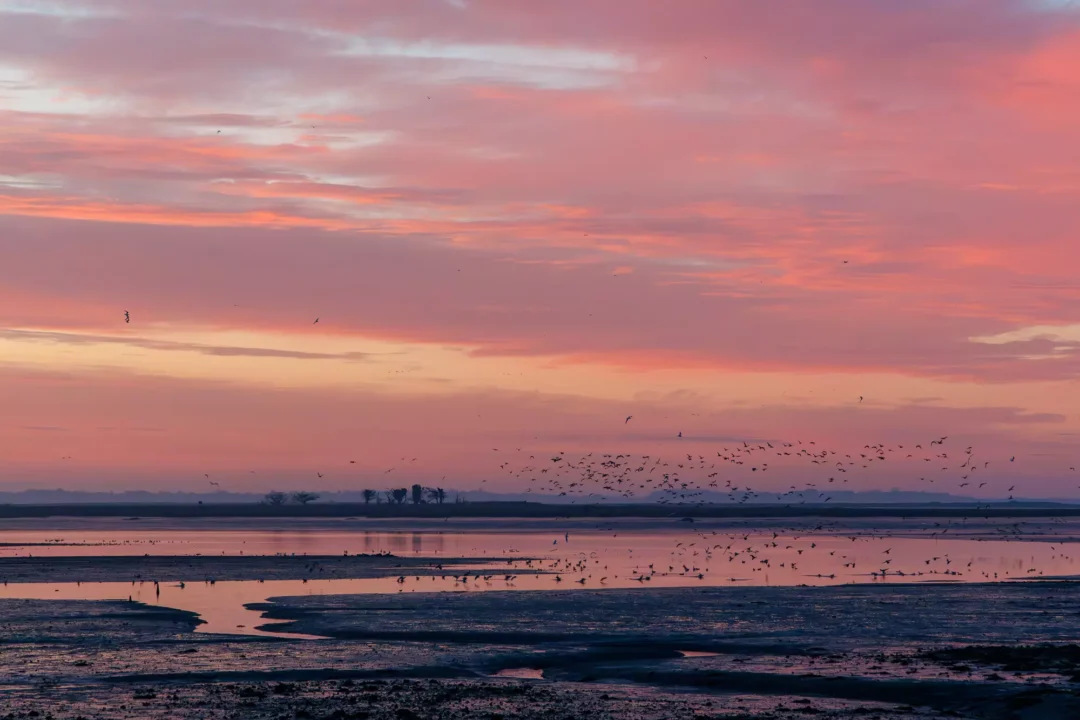 A flock of coastal birds flying low over shimmering mudflats under a sweeping expanse of pink and orange clouds.