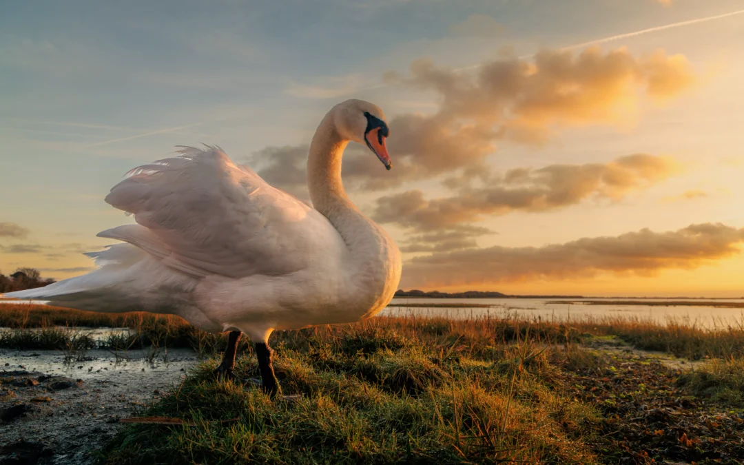 The Swans of Langstone Harbour