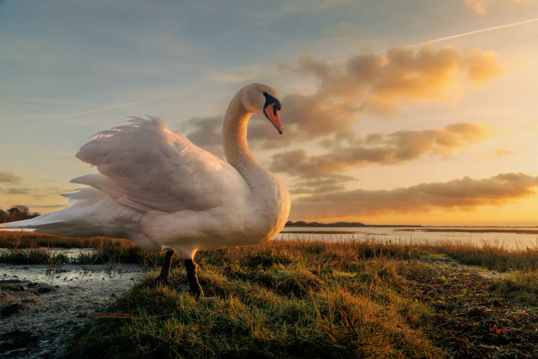 Mute swan standing on a grassy bank at sunset with golden light hitting its white feathers and a coastal horizon behind.