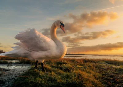 The Swans of Langstone Harbour