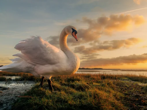 The Swans of Langstone Harbour