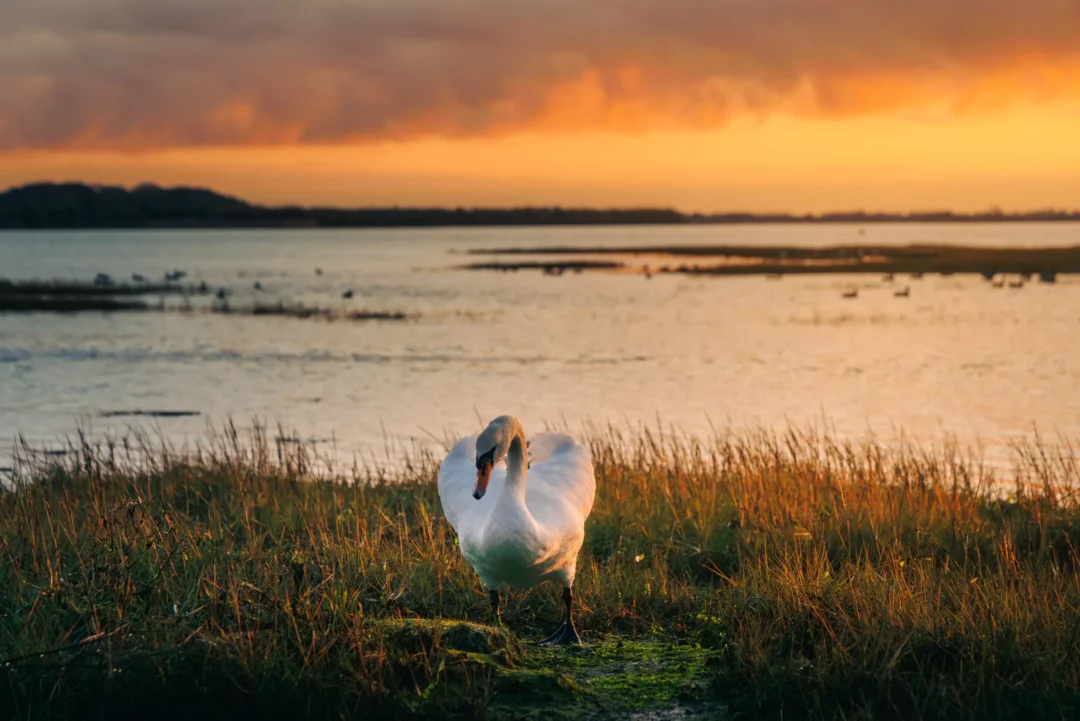 A mute swan stands in a marshy estuary under a dramatic orange and grey sunset sky.