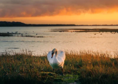 A mute swan stands in a marshy estuary under a dramatic orange and grey sunset sky.