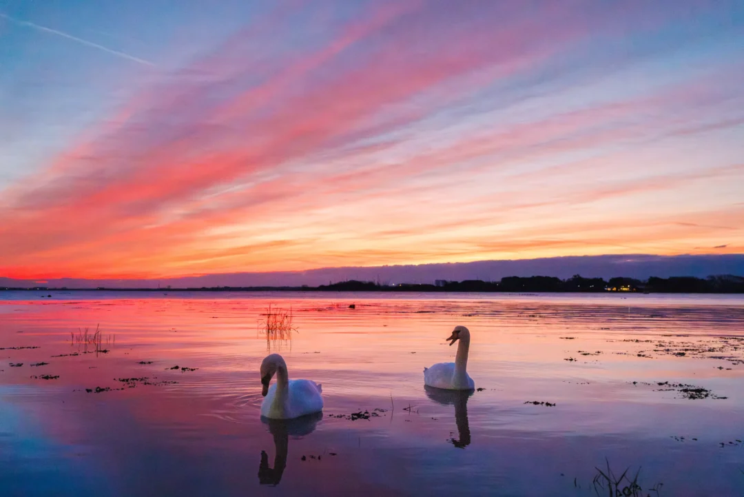Two white swans swimming on violet water reflecting dramatic streaks of pink and red dawn clouds.