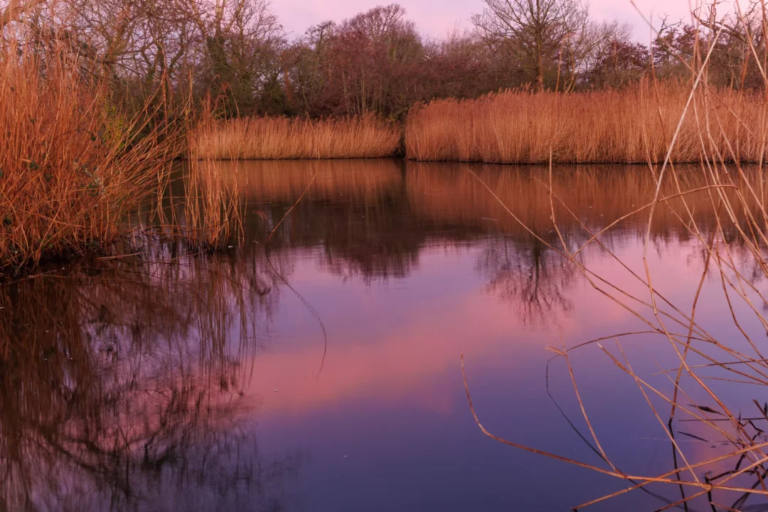 Tall, golden winter reeds flanking a still pond that reflects a brilliant pink and purple morning sky.