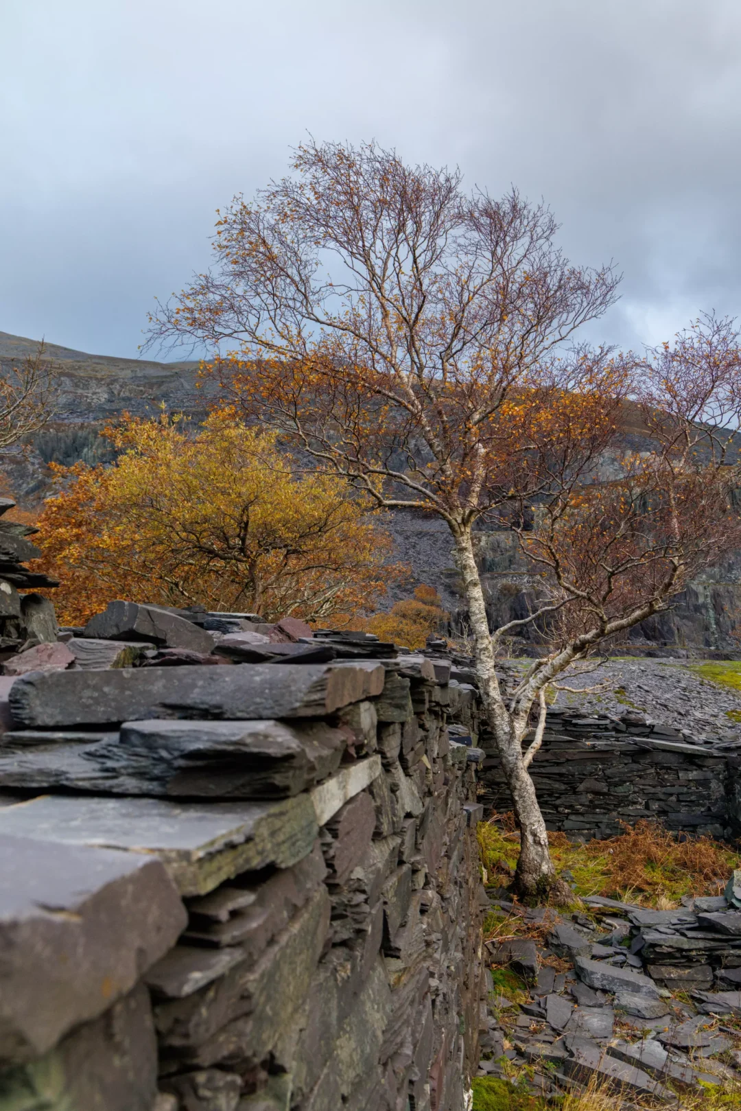 A tall, thin silver birch tree with yellow autumn leaves standing next to a hand-built wall of flat slate waste.