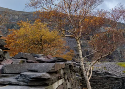 A tall, thin silver birch tree with yellow autumn leaves standing next to a hand-built wall of flat slate waste.