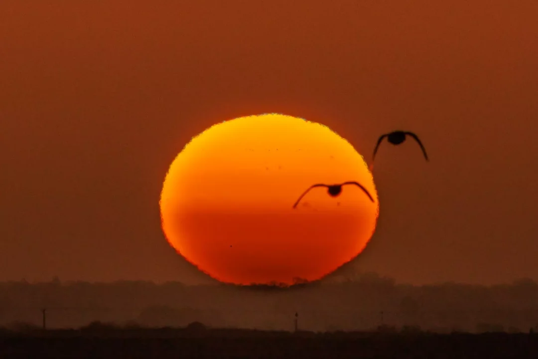 A massive orange sun setting or rising on the horizon with two birds silhouetted close to the solar disc.