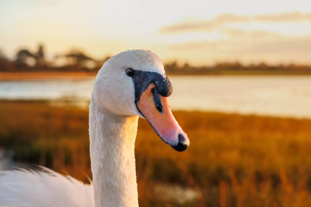 Close-up portrait of a swan looking towards the camera with soft sunset light and a blurred coastal background.