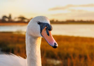 Close-up portrait of a swan looking toward the camera with soft sunset light and a blurred coastal background.
