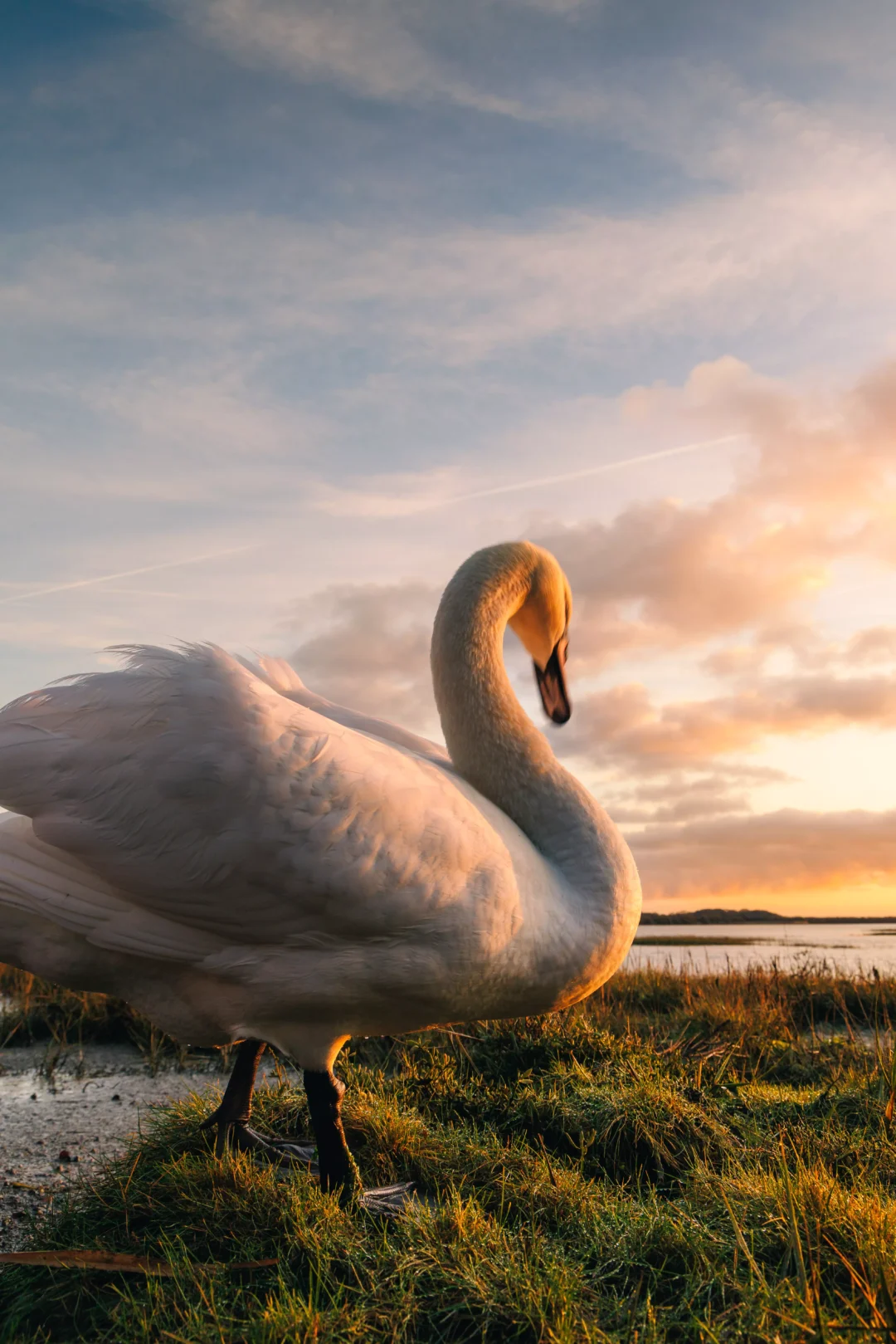 Profile view of a swan with its neck curved in an S-shape against a backdrop of a soft blue and orange sunset sky.