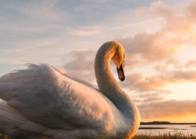 Profile view of a swan with its neck curved in an S-shape against a backdrop of a soft blue and orange sunset sky.