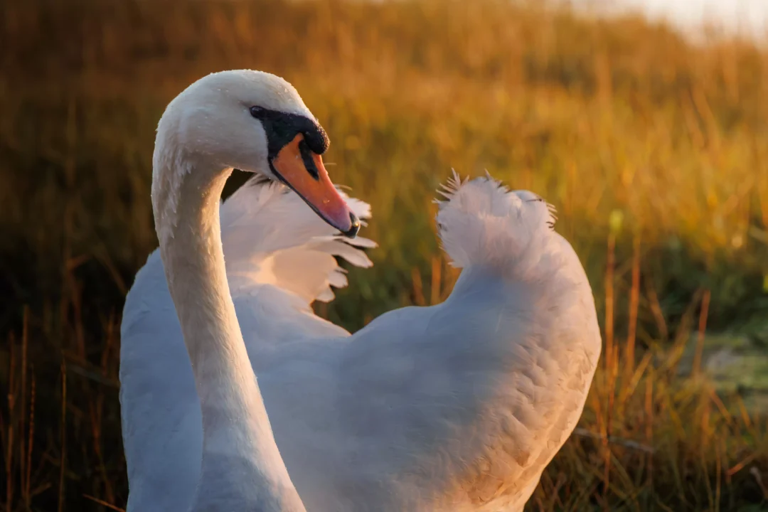 Detailed portrait of a swan's head and neck with sunset light catching the water droplets on its feathers.