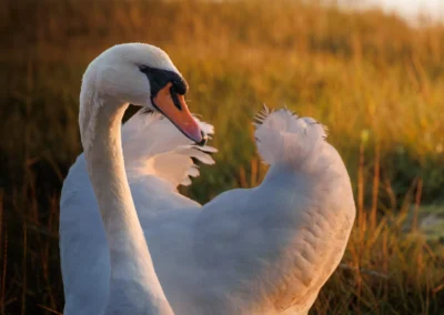 Detailed portrait of a swan's head and neck with sunset light catching the water droplets on its feathers.