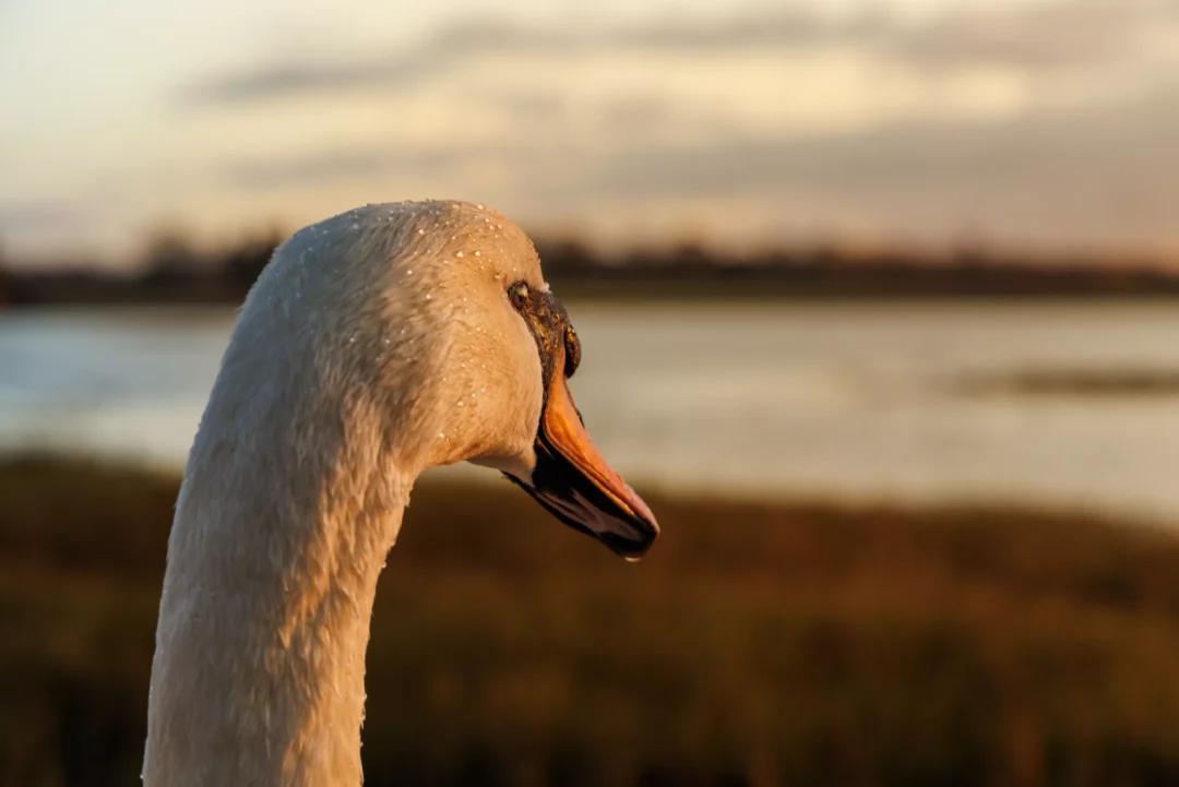 Extreme close-up of a swan head showing water droplets on feathers and golden sunset light on an orange beak.