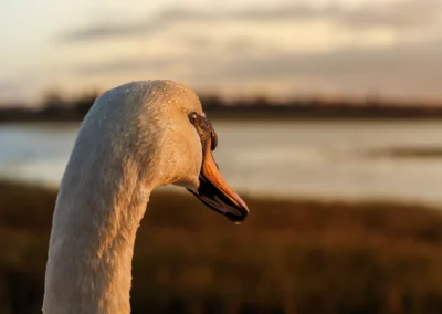 Extreme close-up of a swan head showing water droplets on feathers and golden sunset light on an orange beak.