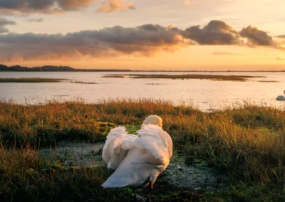 Rear view of a swan with its wings flared, looking out over a calm bay at sunset.