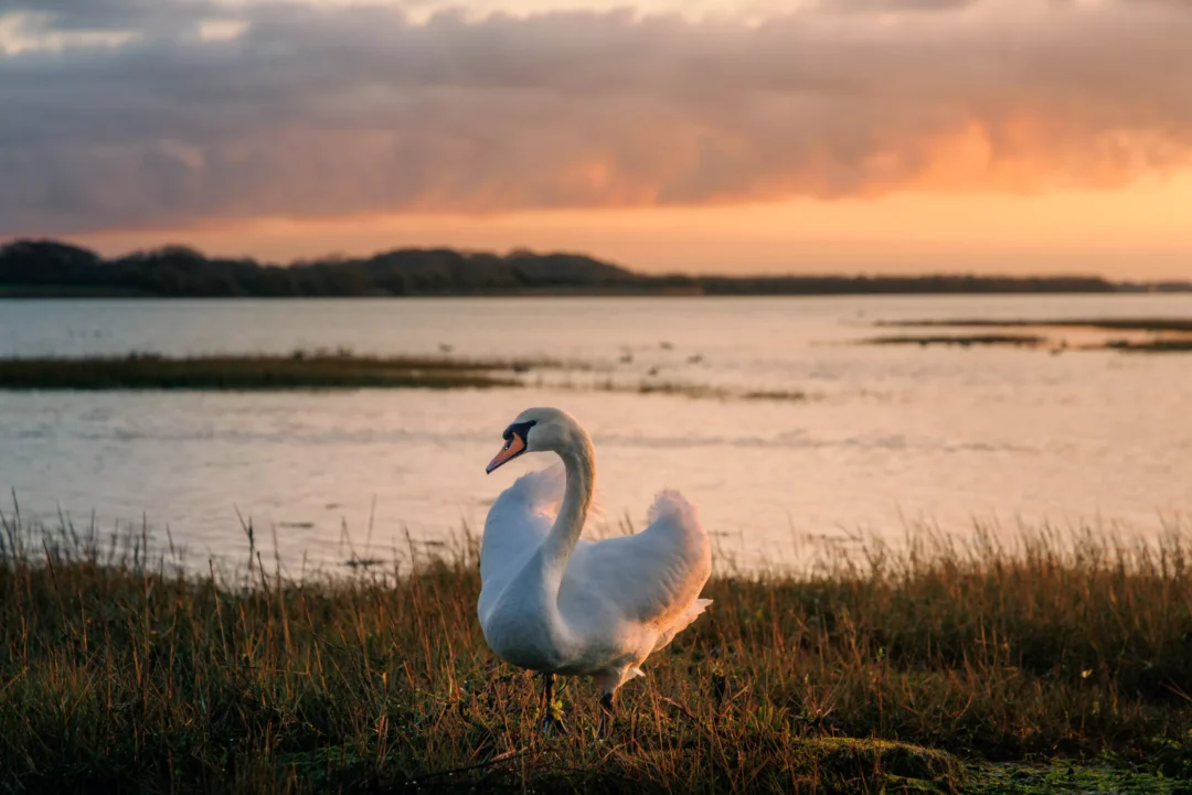 A lone swan stands in a marshy meadow during a bright orange sunset with soft clouds reflecting evening light.