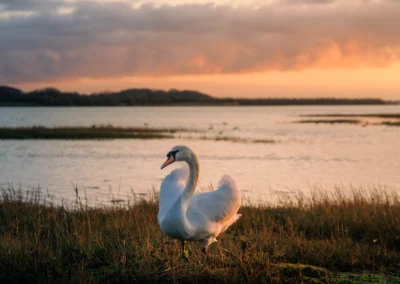 A lone swan stands in a marshy meadow during a bright orange sunset with soft clouds reflecting evening light.