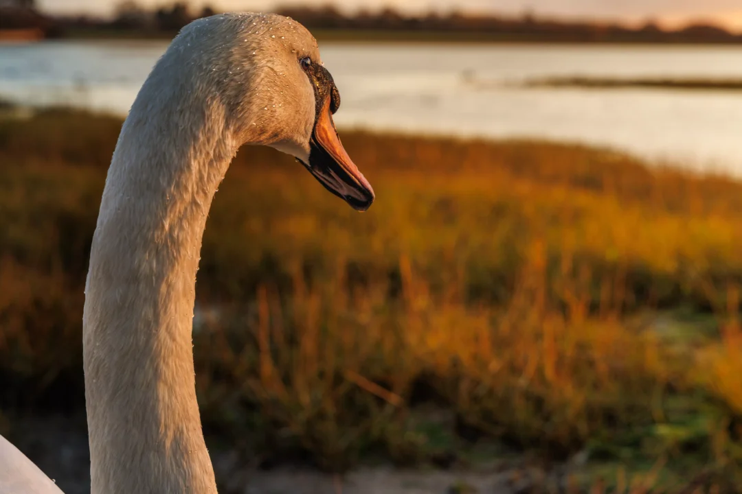 Side profile of a swan long neck and head with warm golden hour light illuminating the texture of feathers.