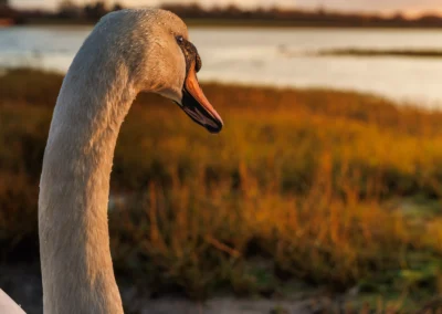 Side profile of a swan long neck and head with warm golden hour light illuminating the texture of feathers.