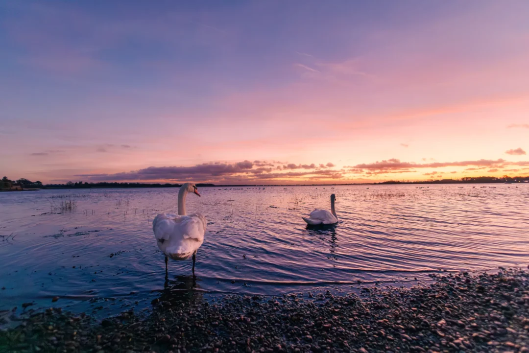 Two swans on a pebble shore and in the water during a soft pink and blue sunset over a wide bay.