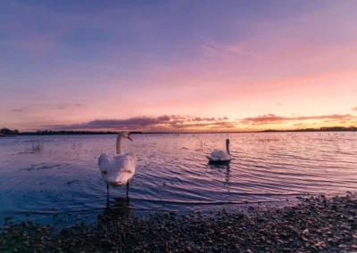 Two swans on a pebble shore and in the water during a soft pink and blue sunset over a wide bay.