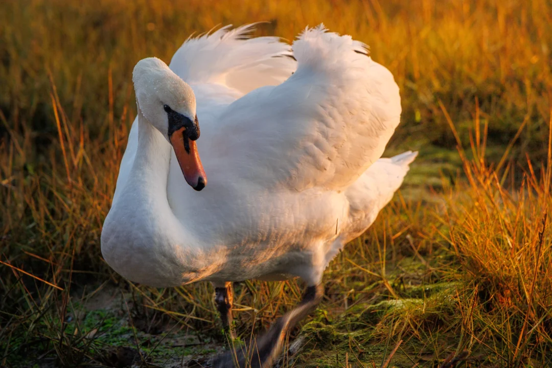 Close-up of a white swan with wings slightly ruffled, standing in golden-lit grass during sunset.