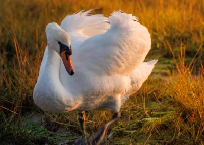 Close-up of a white swan with wings slightly ruffled, standing in golden-lit grass during sunset.
