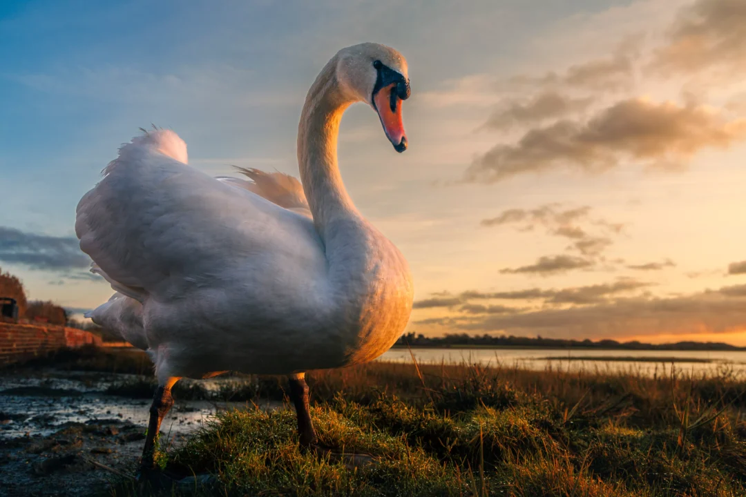 High-angle shot of a white swan standing on a grassy shore against a vibrant sunset and blue sky.