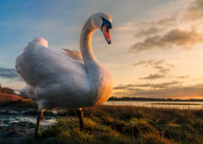 High-angle shot of a white swan standing on a grassy shore against a vibrant sunset and blue sky.