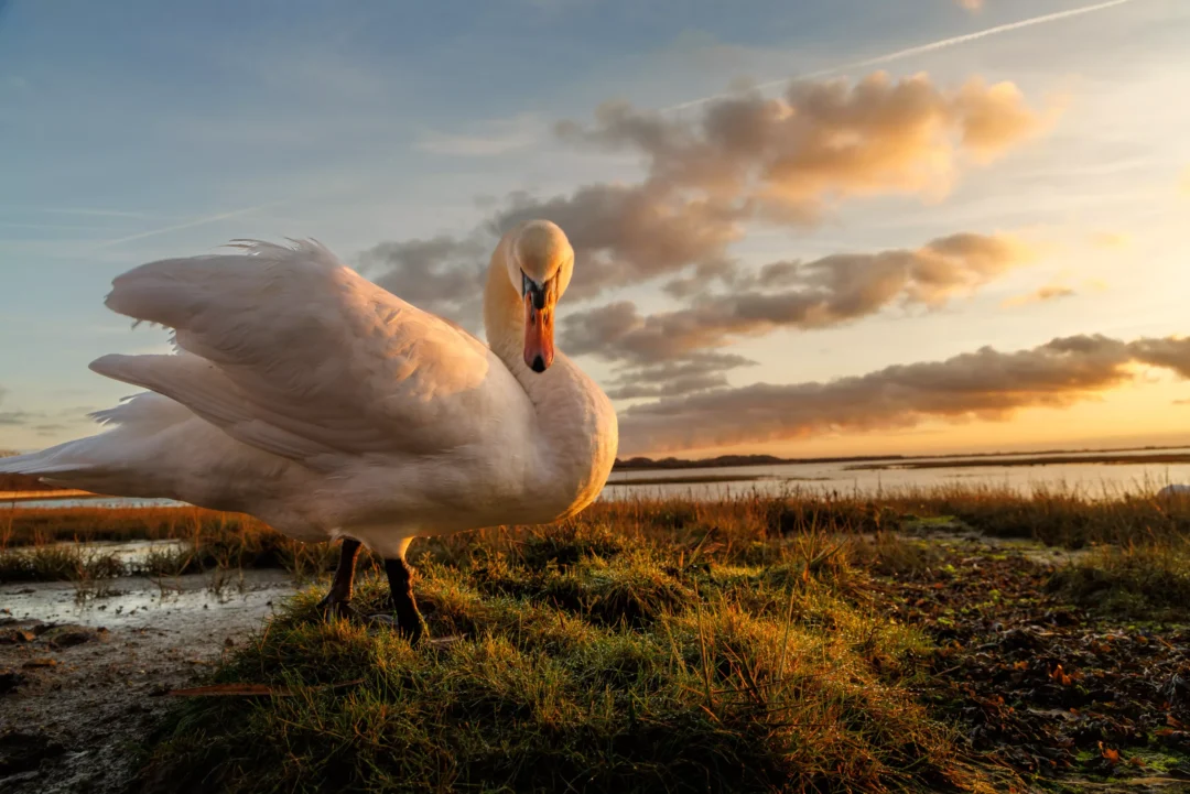 Profile of a swan with its neck curved, illuminated by warm evening light in a coastal meadow.