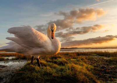 Profile of a swan with its neck curved, illuminated by warm evening light in a coastal meadow.