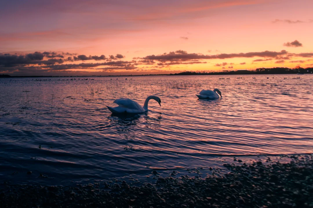 Pair of white swans gliding through rippling water under a fiery orange and red sunset sky.