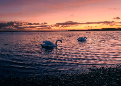 Pair of white swans gliding through rippling water under a fiery orange and red sunset sky.