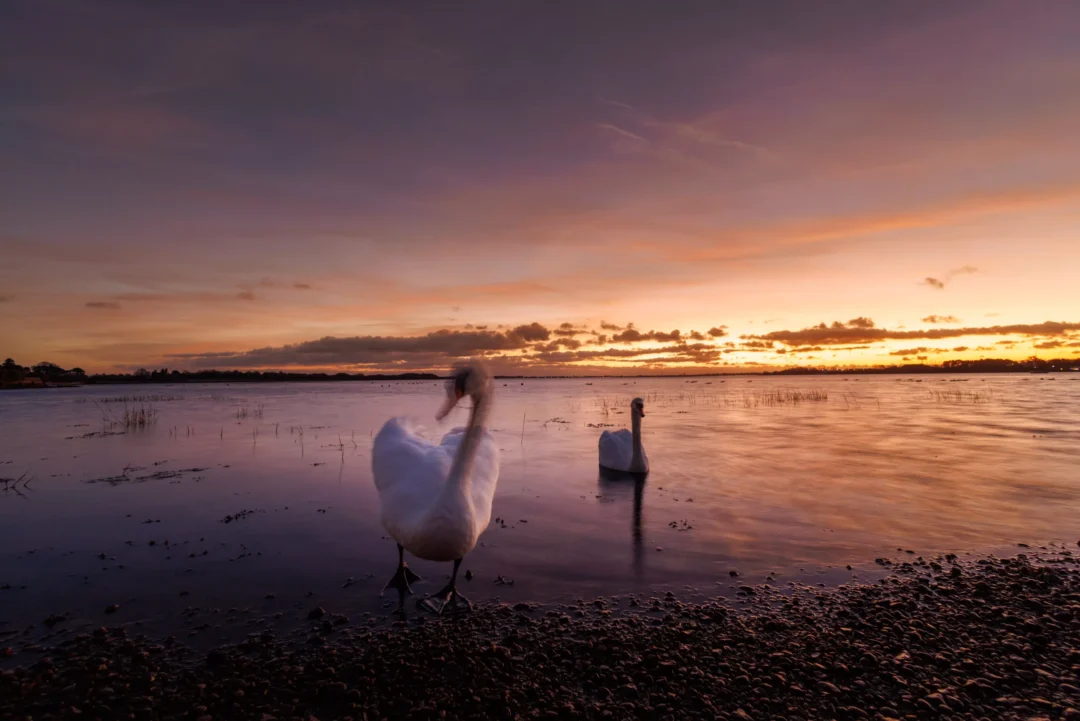 Two white swans swimming in calm coastal water under a vibrant purple and orange sunset sky at dusk.