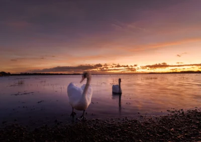 Two white swans swimming in calm coastal water under a vibrant purple and orange sunset sky at dusk.