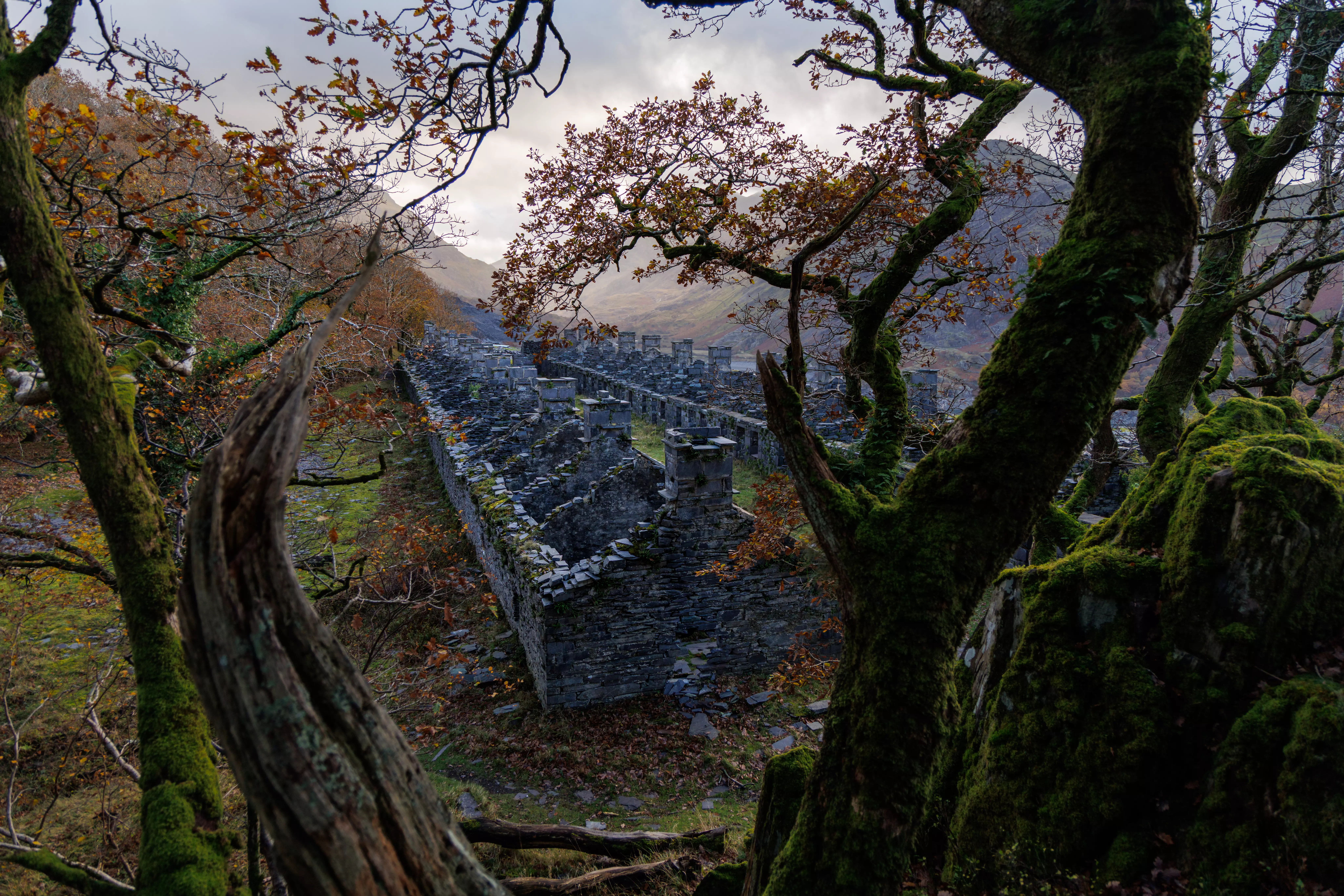 A vertical shot looking down the line of ruined stone barracks with twisted, mossy tree branches in the foreground.