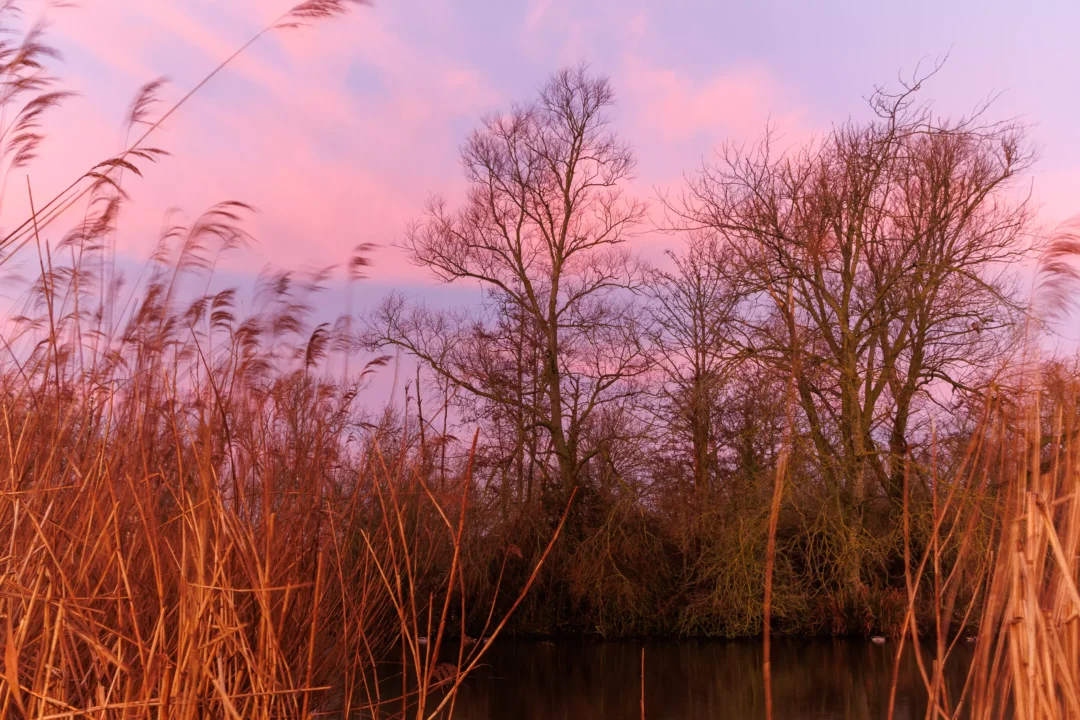 Golden-brown winter reed beds in the foreground with silhouettes of bare trees against a vibrant pink and purple morning sky.