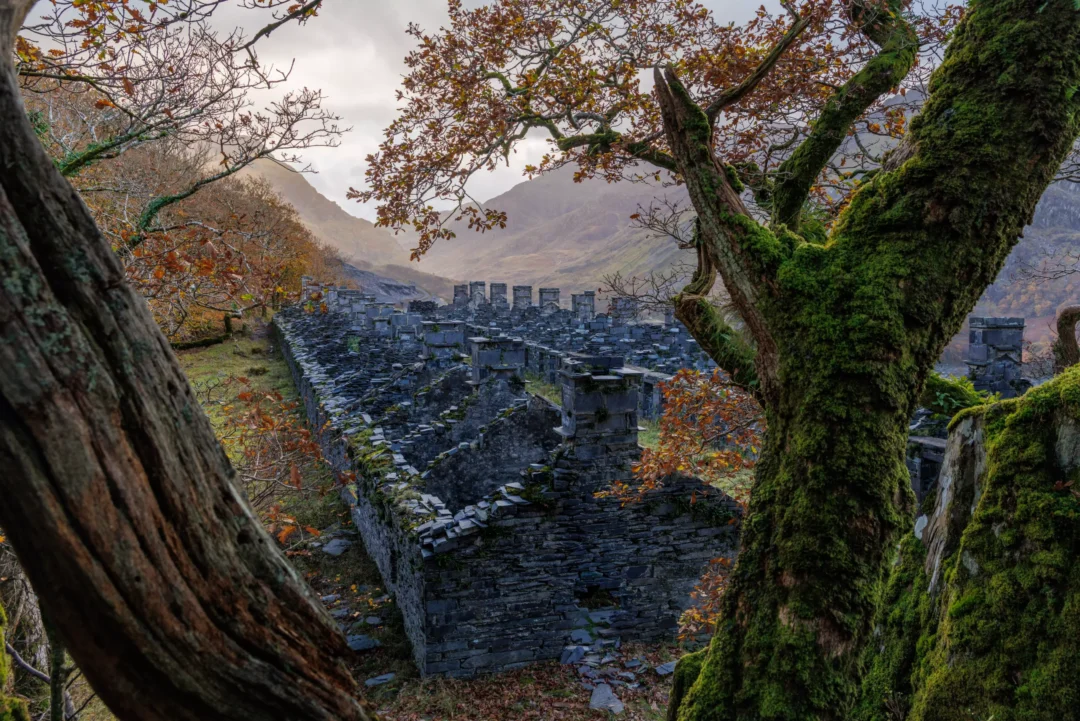 A detailed view of the repeating slate chimney stacks of the Anglesey Barracks ruins seen behind a mossy tree trunk.